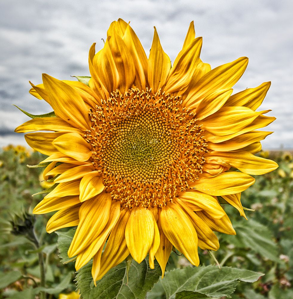 Sunflower