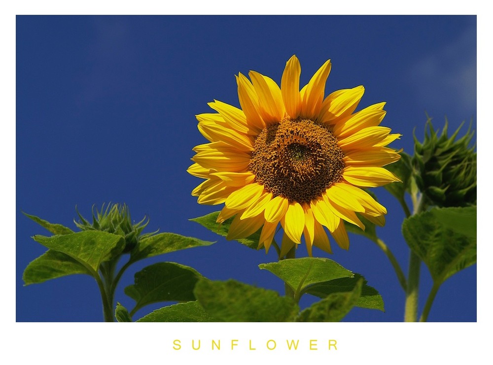 Sunflower