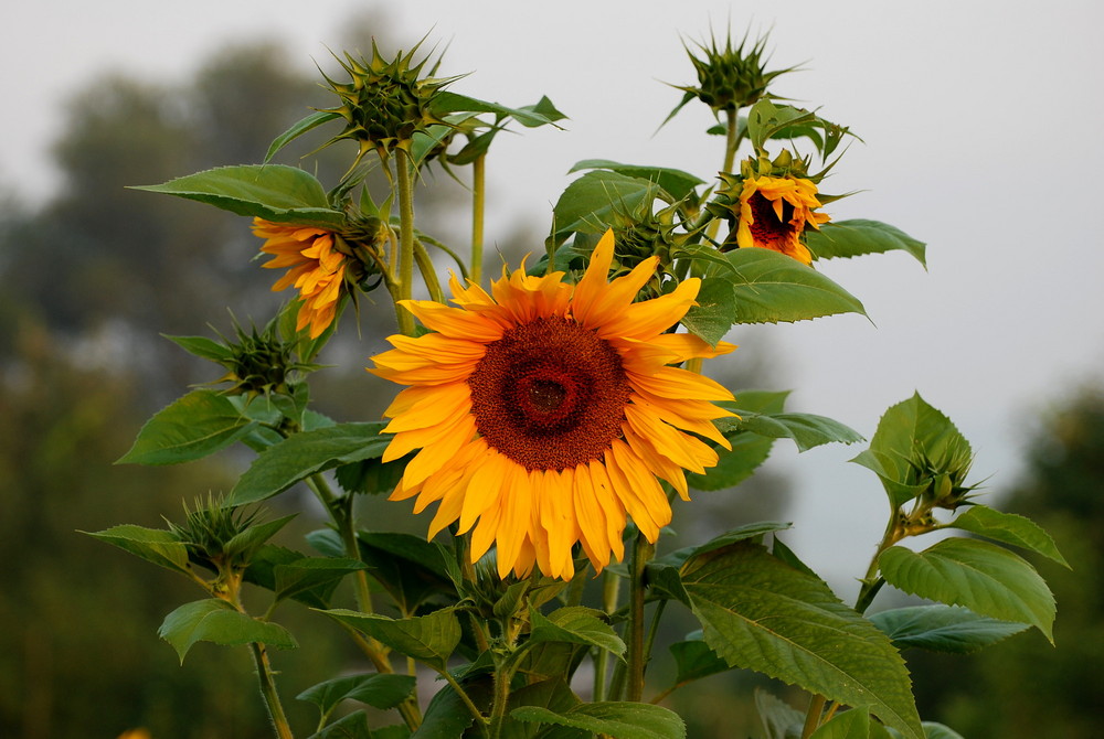 sunflower