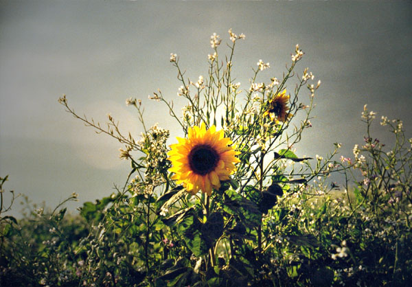 Sunflower Foto & Bild | sonstiges, techniken, kamera-techniken Bilder