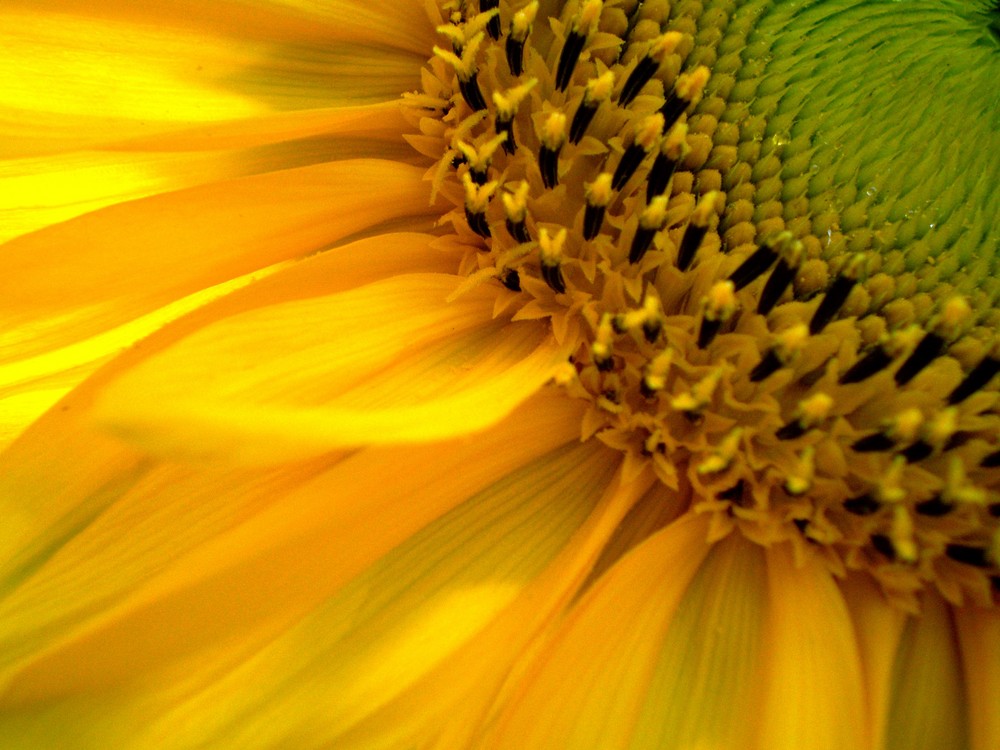 Sunflower :)