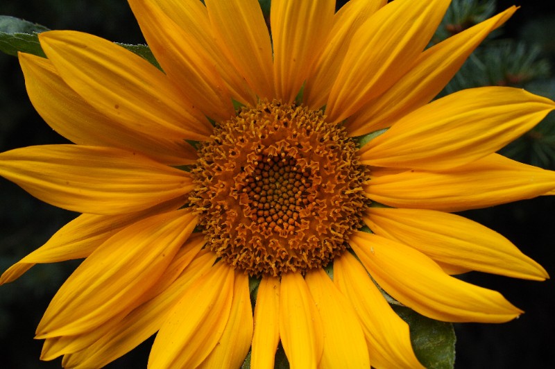 Sunflower