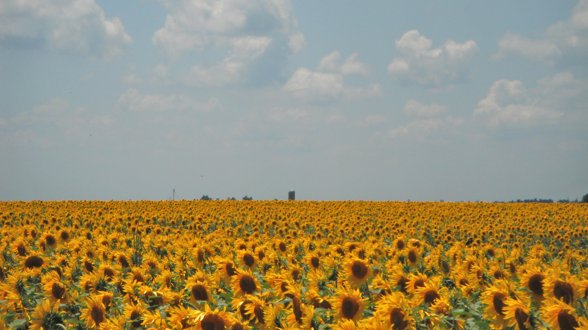 sunflower city