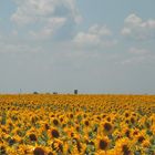 sunflower city