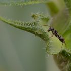 Sunflower Climber