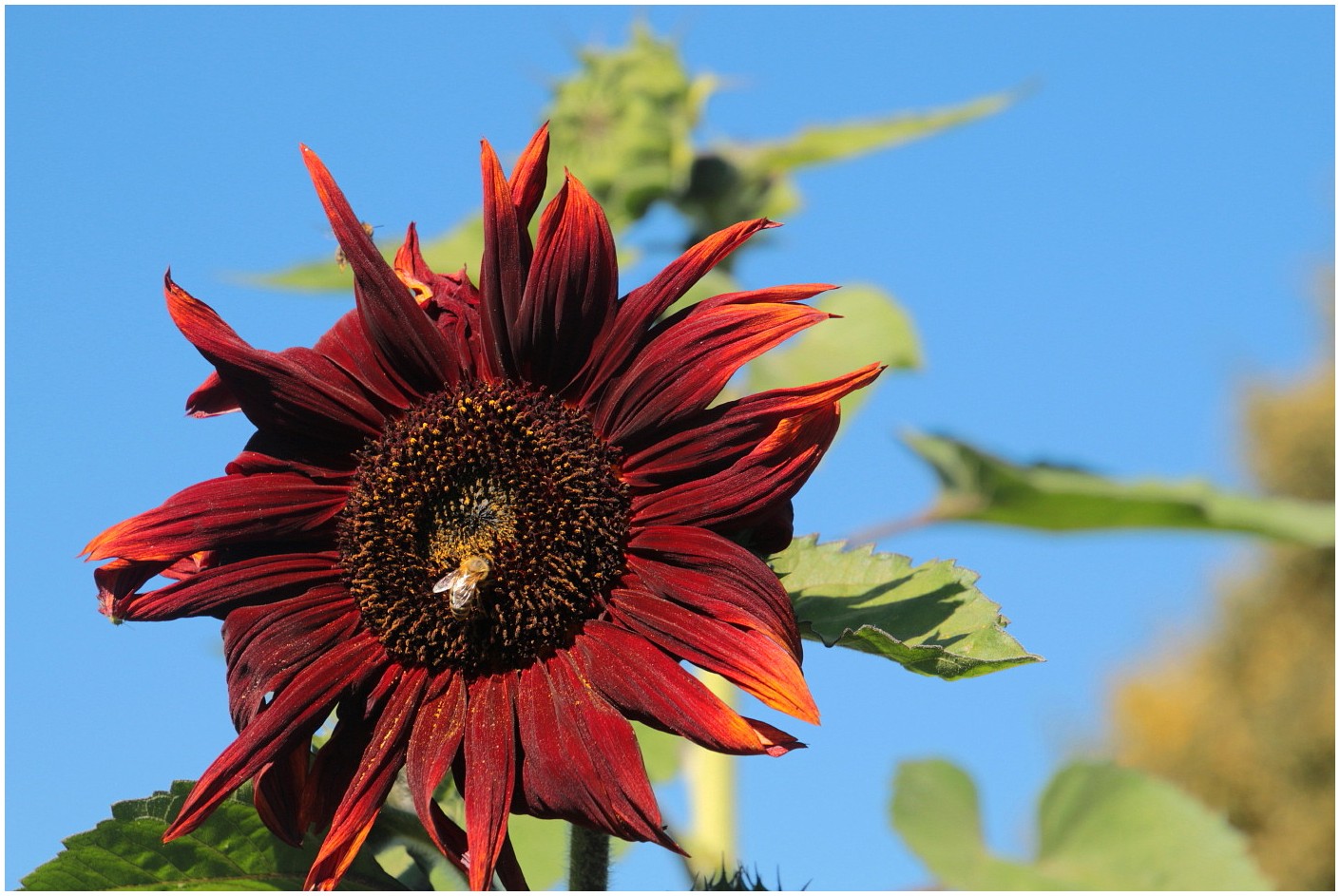 Sunflower Colors