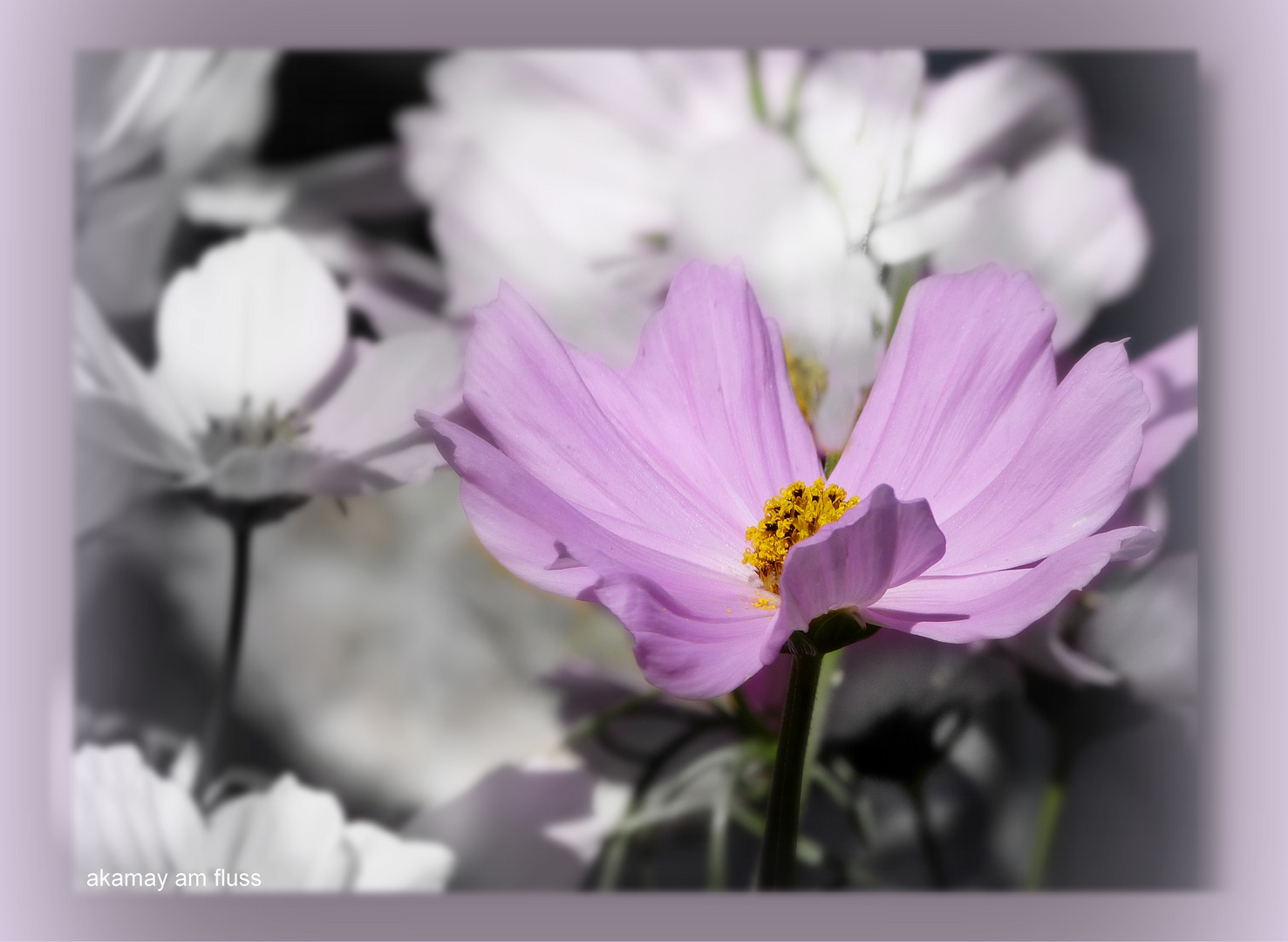 Sunflower Cosmea