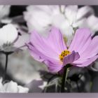 Sunflower Cosmea