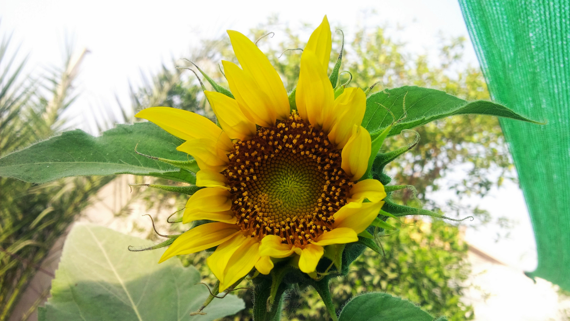 Sunflower