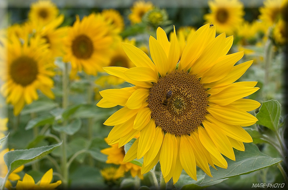 Sunflower