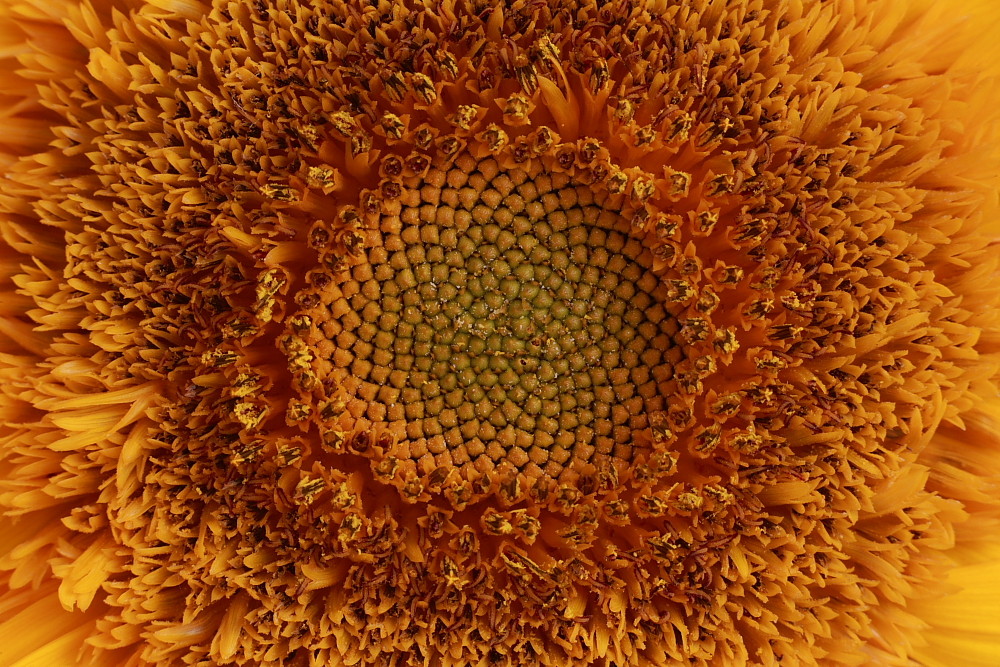 Sunflower von Mahmud Akhtar 