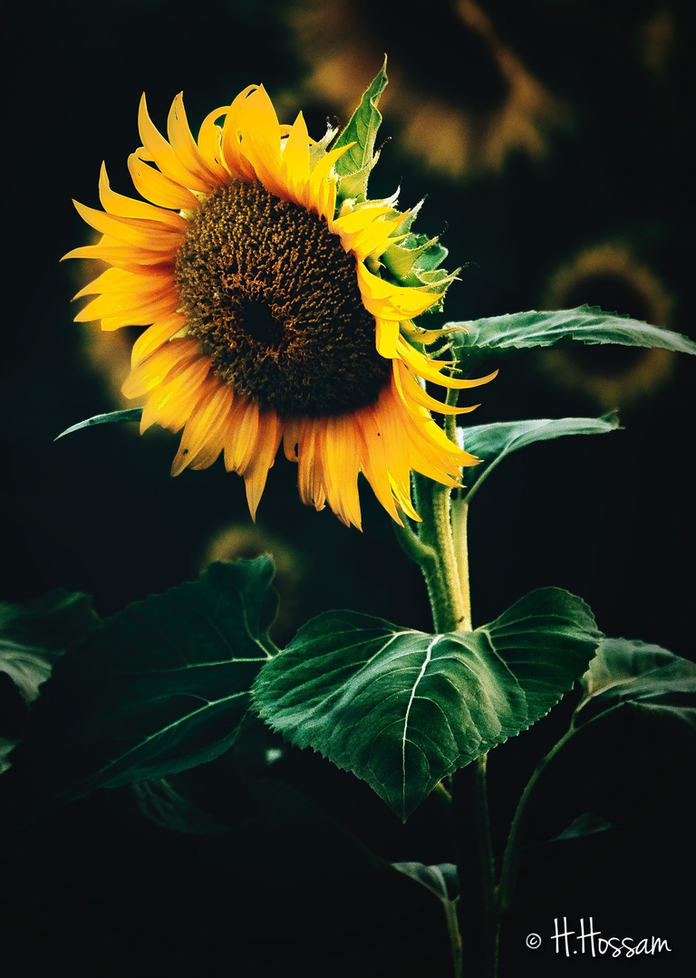 Sunflower 