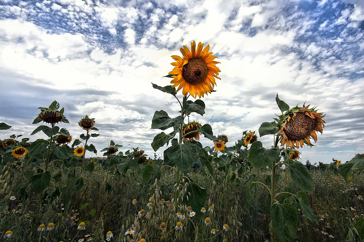 Sunflower