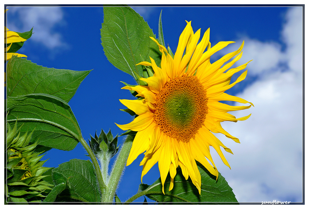 sunflower....