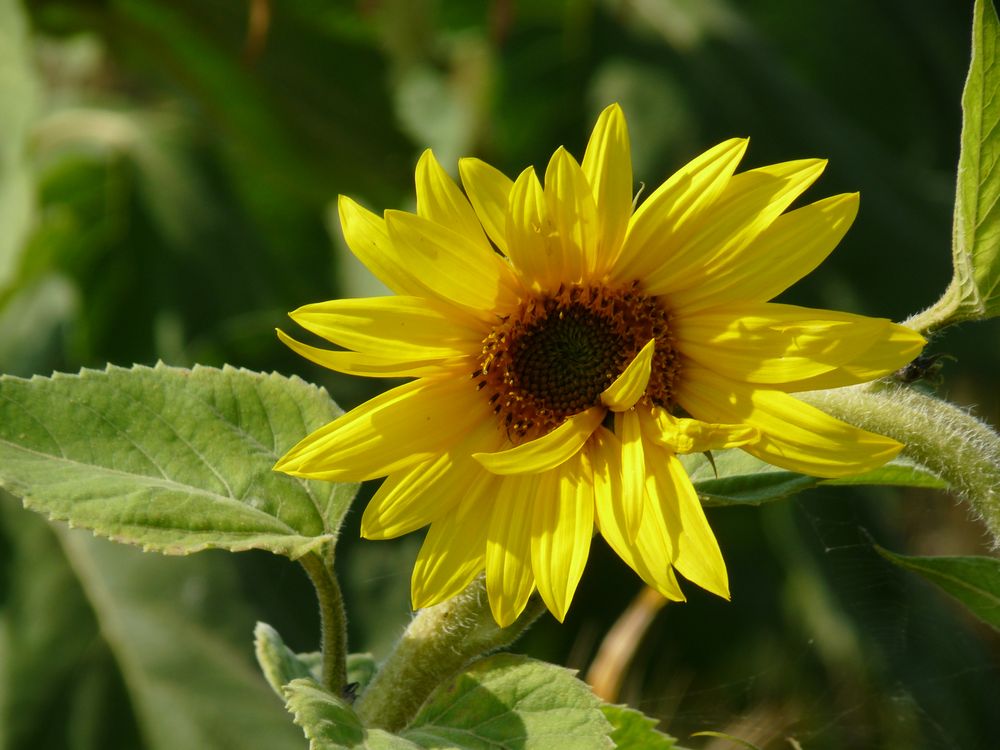 sunflower