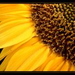 Sunflower die dritte...