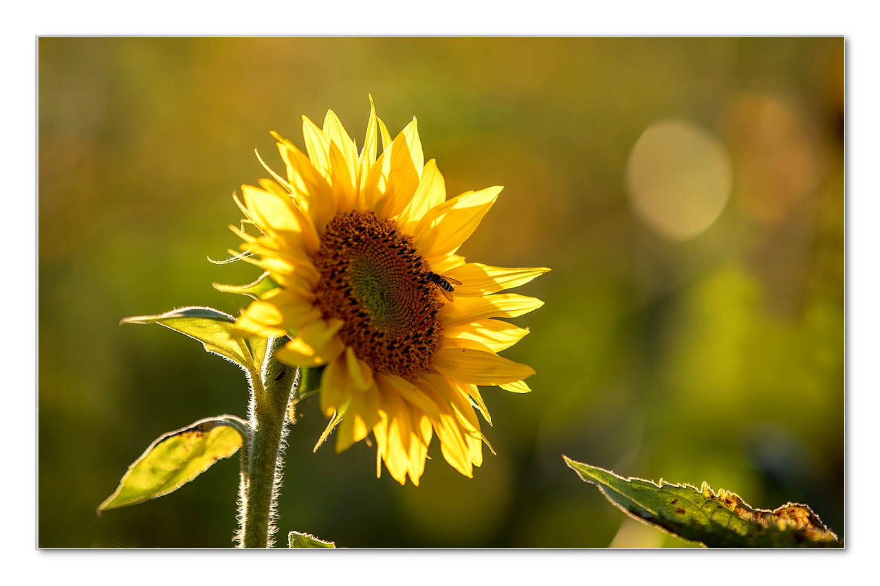 Sunflower