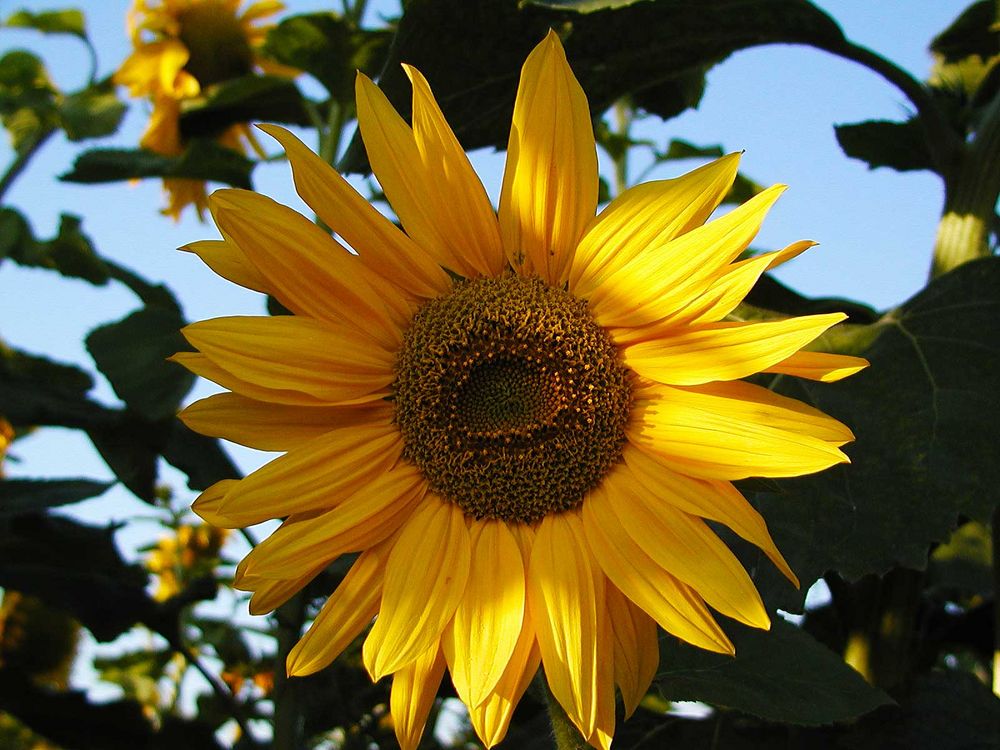 sunflower