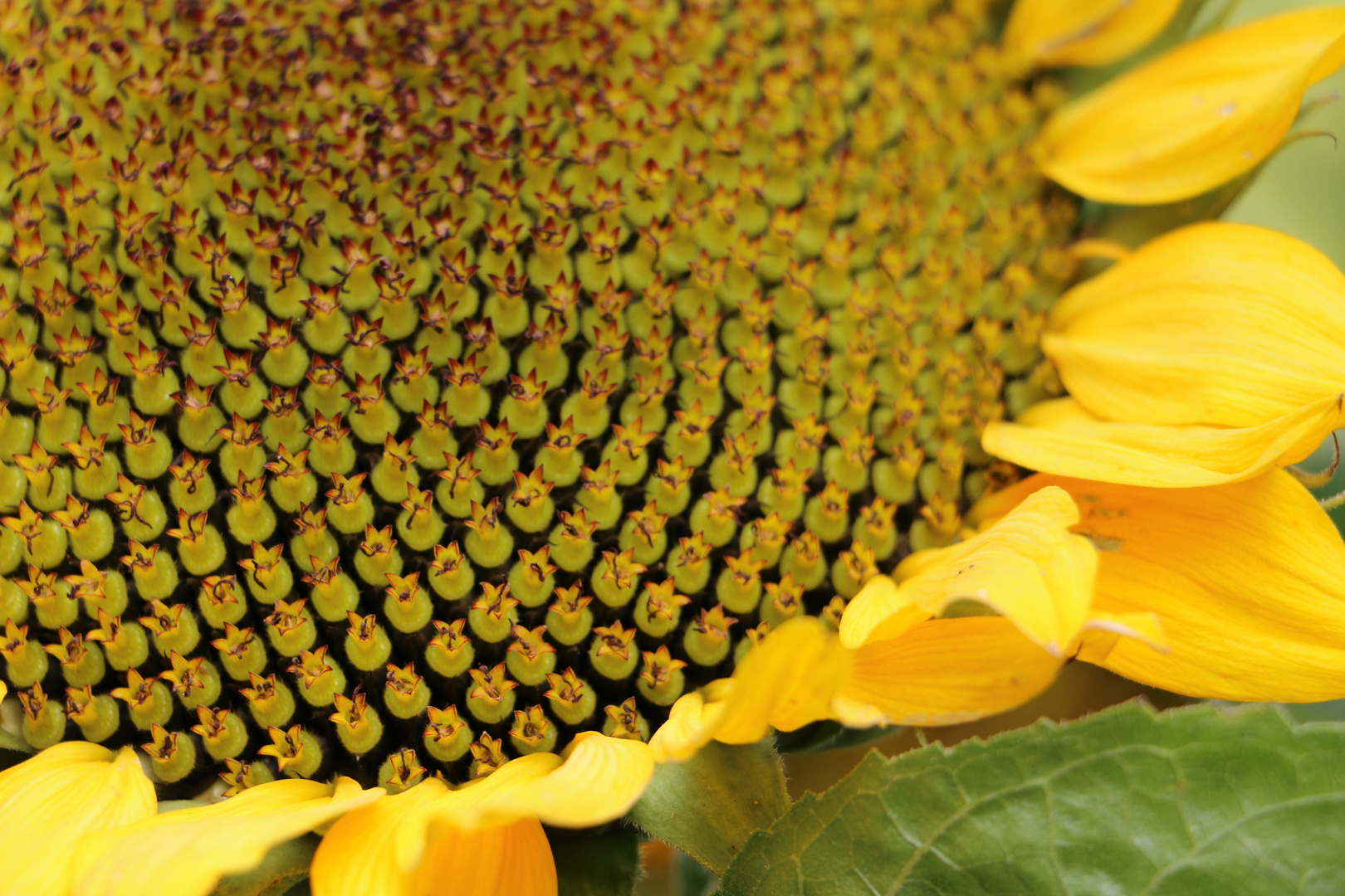 Sunflower*