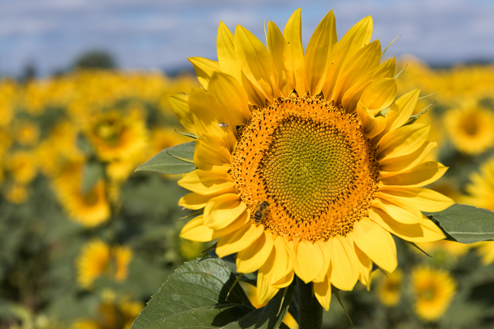 Sunflower "Eine steht immer im Vordergrund"