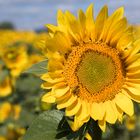 Sunflower "Eine steht immer im Vordergrund"