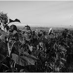 Sunflower Evening