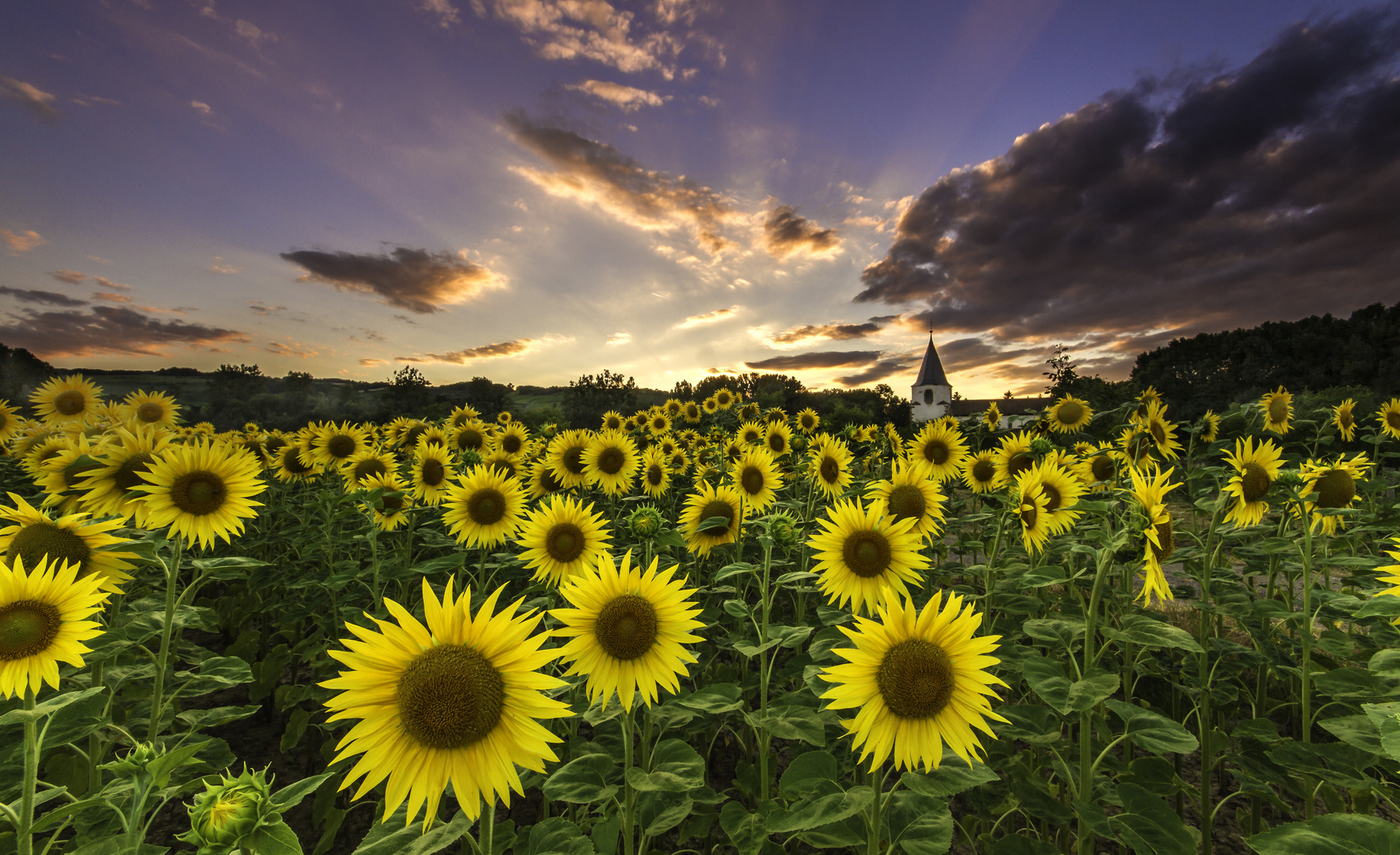 SUNFLOWER