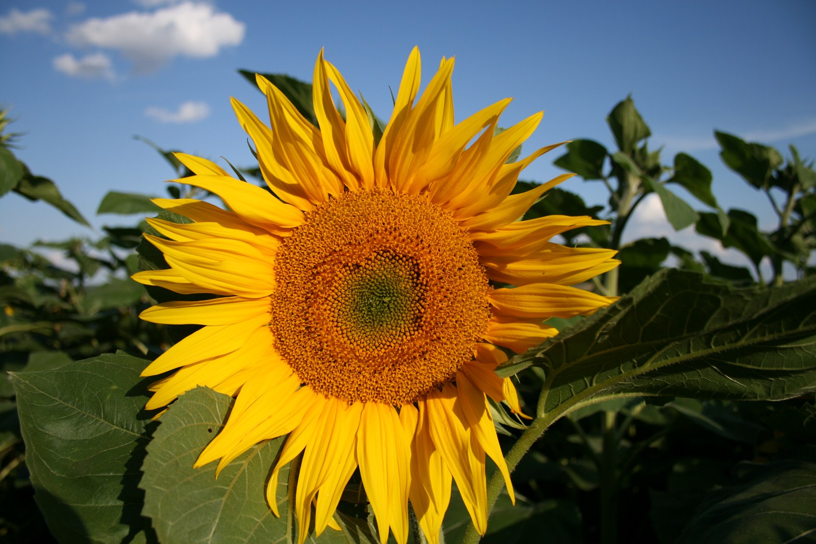 Sunflower