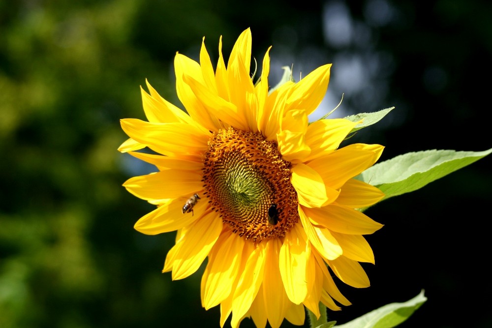 Sunflower