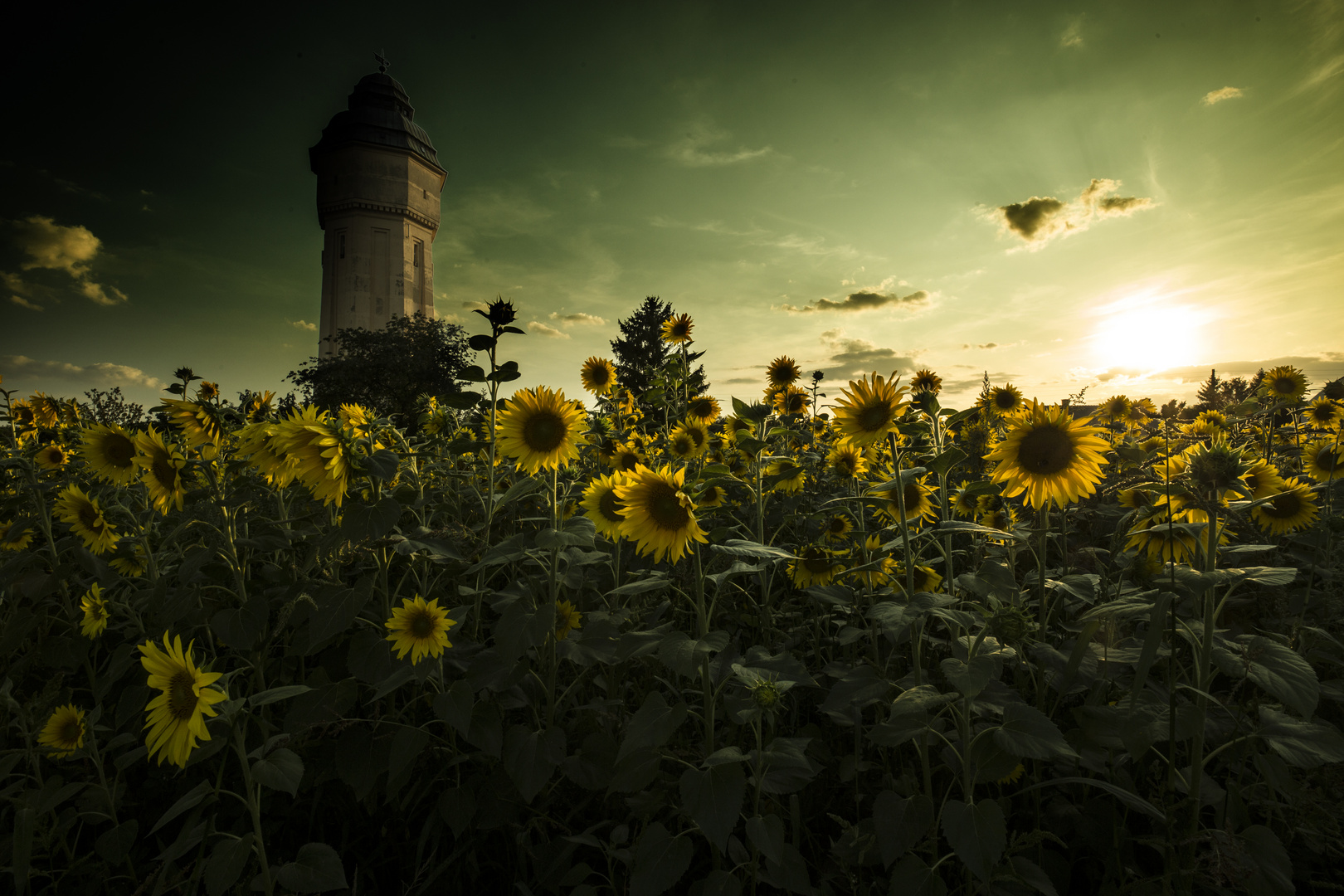 sunflower