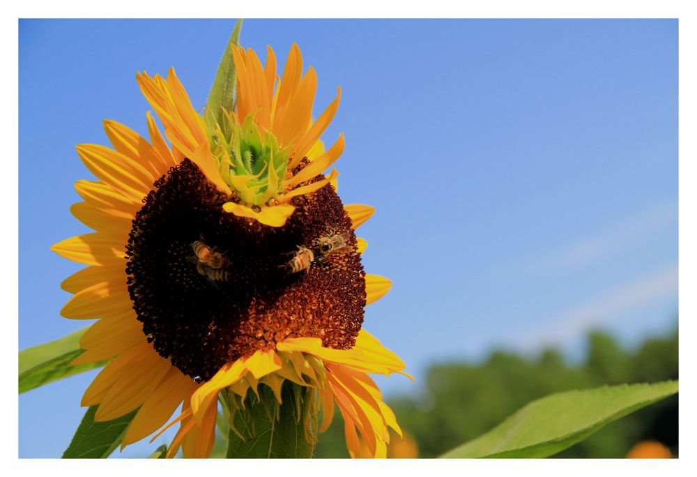 sunflower face