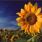 Sunflower Facing The Setting Sun