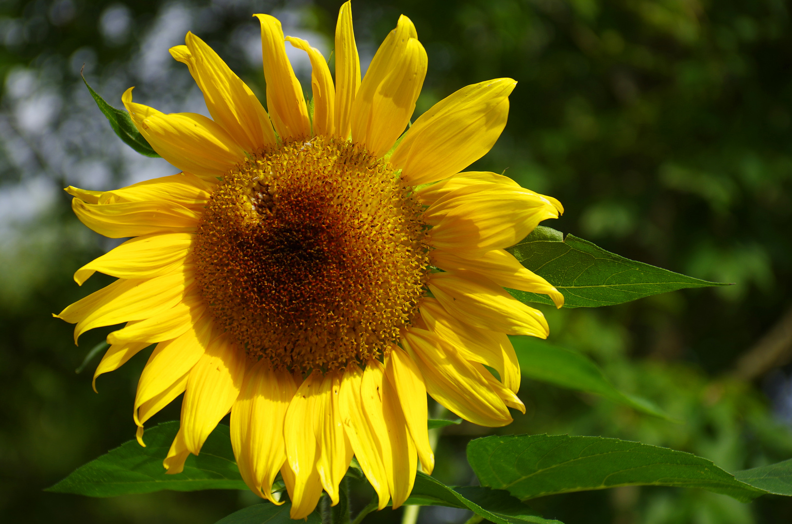 Sunflower