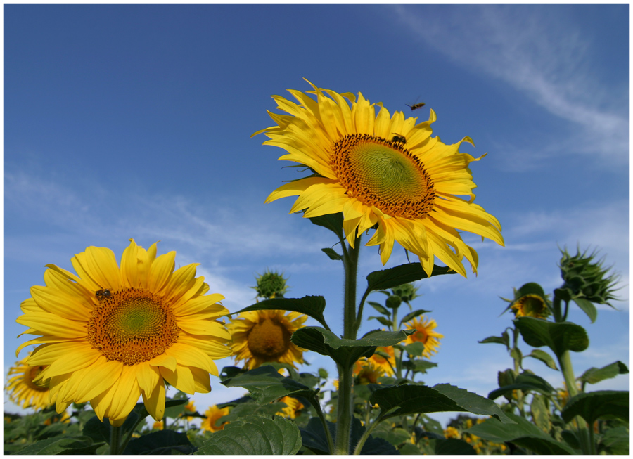 Sunflower