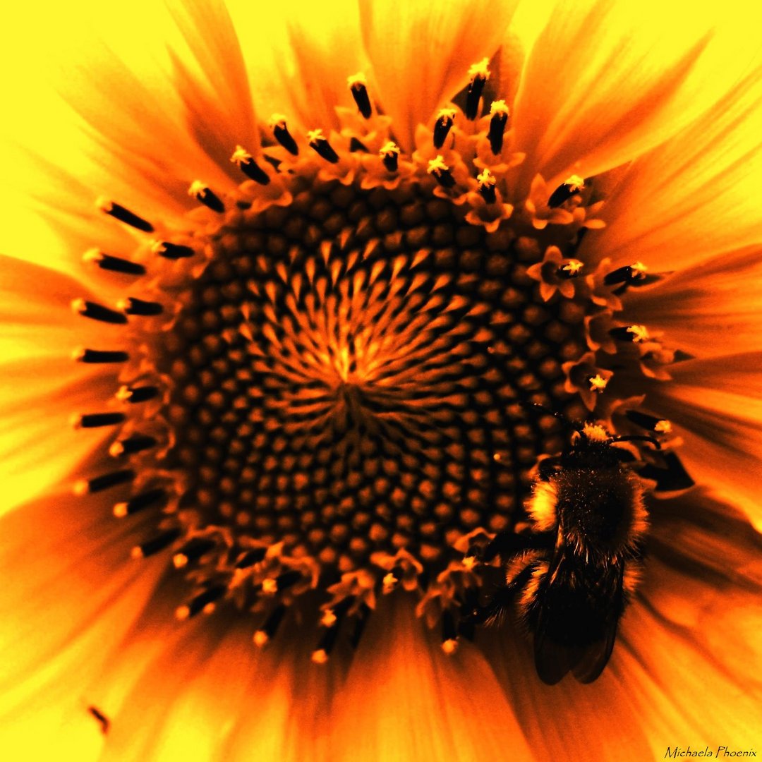 Sunflower Fibonacci Sequence