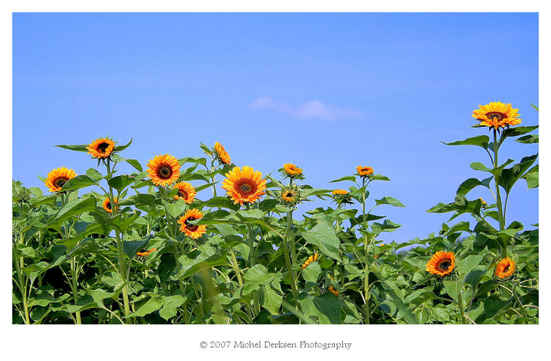 Sunflower field