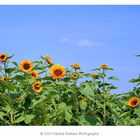 Sunflower field