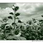 sunflower field