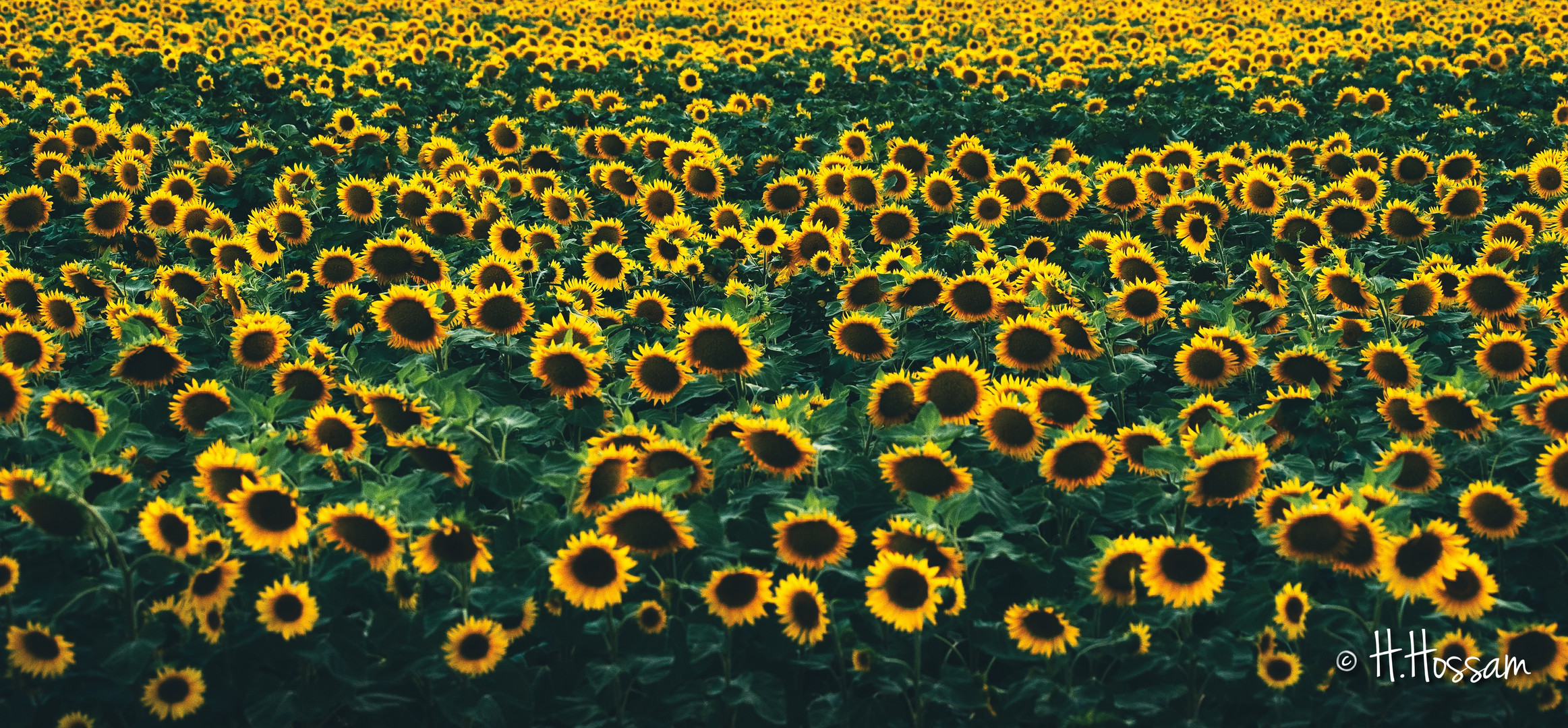 Sunflower Field