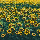 Sunflower Field