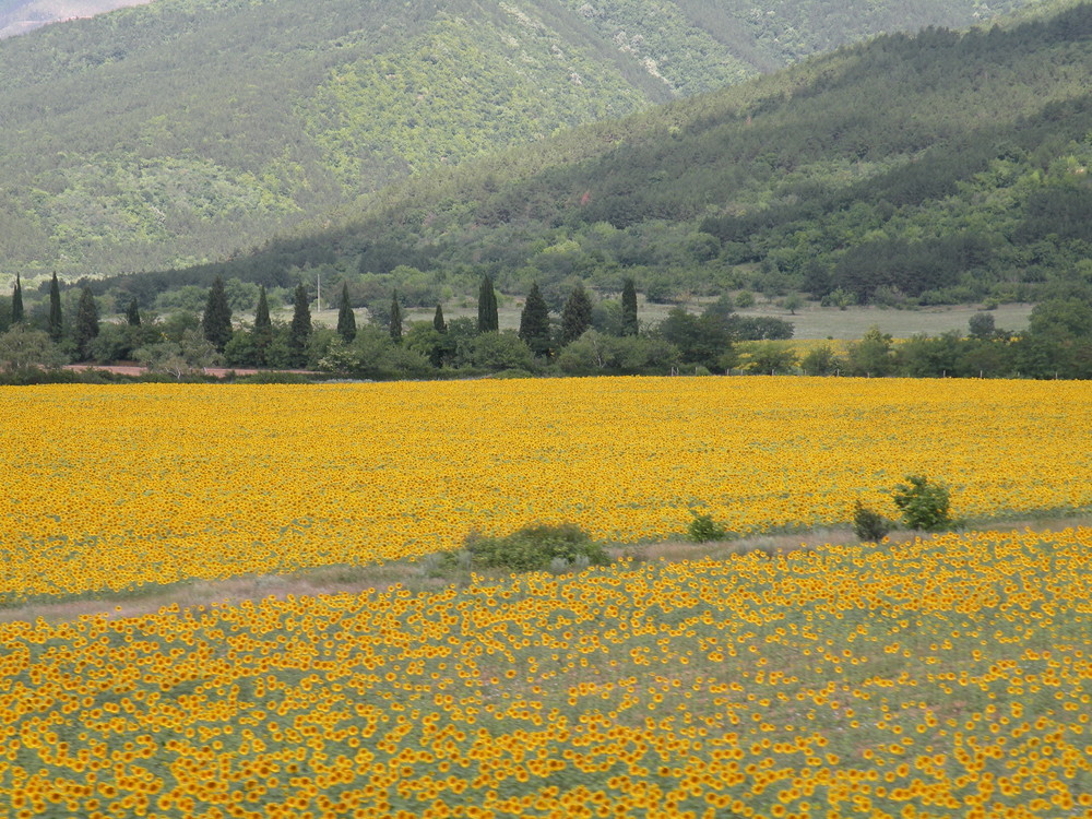 Sunflower field