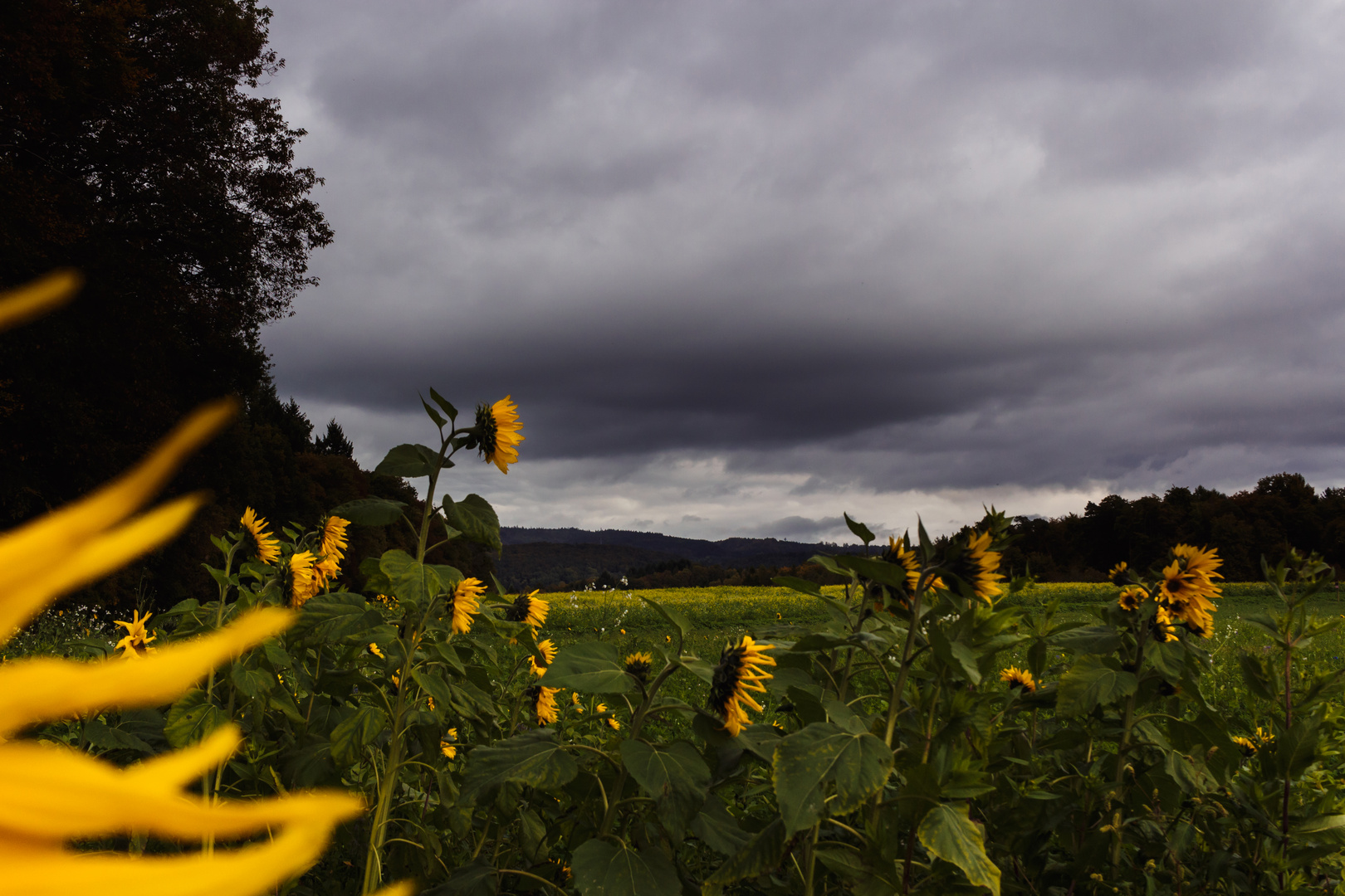 Sunflower Field