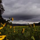 Sunflower Field