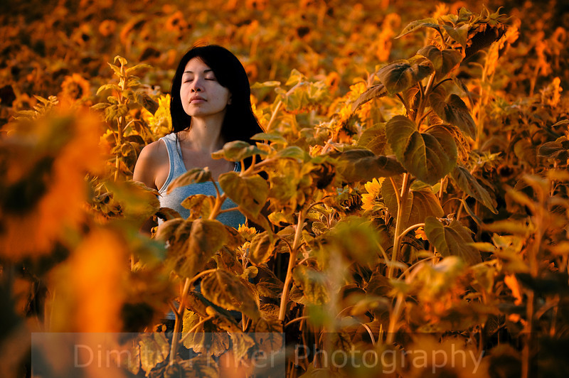 Sunflower field