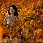 Sunflower field