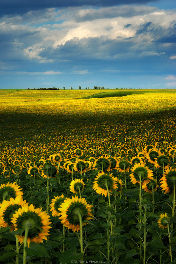 Sunflower Field