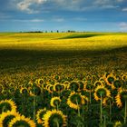 Sunflower Field