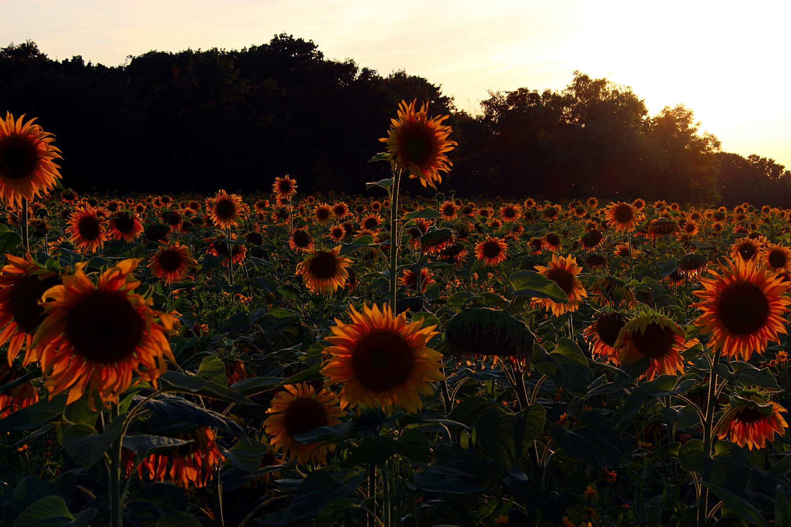  sunflower field forever