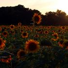  sunflower field forever