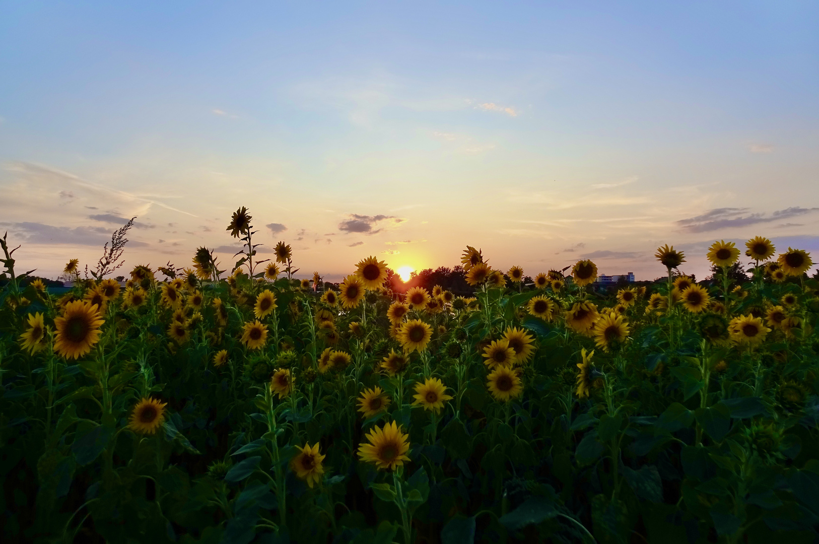 sunflower fields forever ...